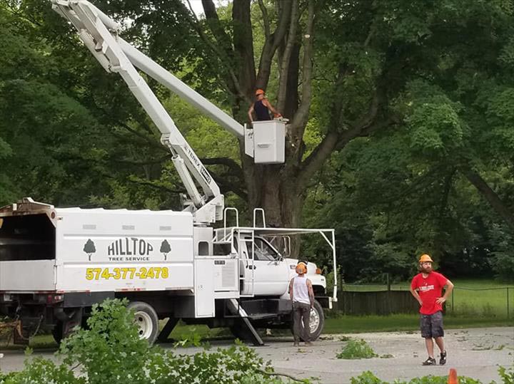 Tree Trimming